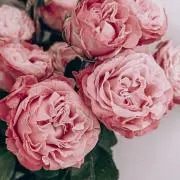 HN ˖⋆⋆˖ ˖⋆の画像