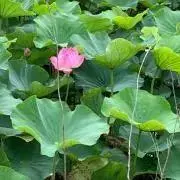 はなきよの画像