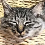 トトの画像
