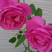 えみ