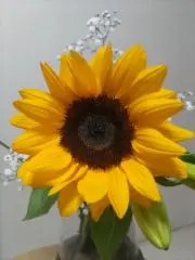 ぴろの画像
