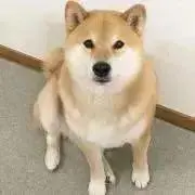 なうしかの画像