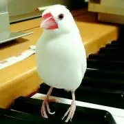haco*の画像