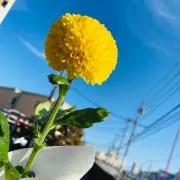 ayaの画像