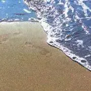 めだまの画像