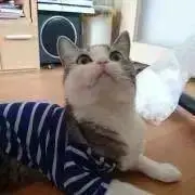 Miu ✴︎プロフ一読ください✴︎の画像