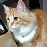 おにょへ