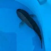 ドンコの画像
