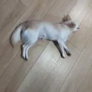 いわっさん