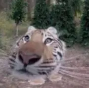 Zam