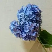 夢音の画像