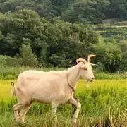 渚カヲル☆の画像