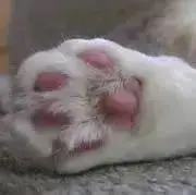 M*の画像