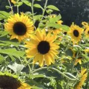 ひまわり/6/30〜購入分は7/3発送の画像