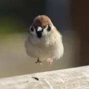 ほっぺぺの画像