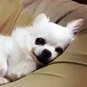 chiri