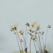 remiareeeeiの画像