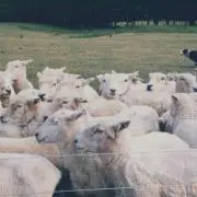 sheeplove☆の画像
