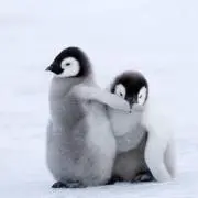 あくね