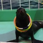 ゆってぃー