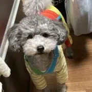 あぷちの画像