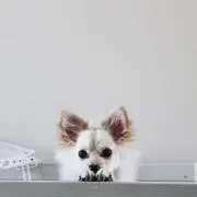 ぽめ