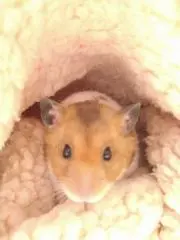 たまこ