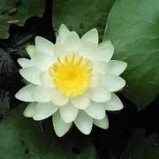 美琴
