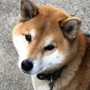 銀ちゃんの画像