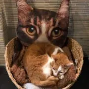 えむえむえす