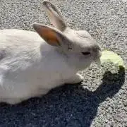 Sou( ・×・ )の画像