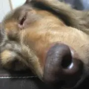 ラムネネの画像