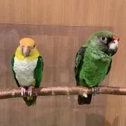 ゆうりんりんの画像