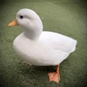 加藤タカの画像