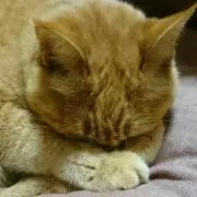 みゆき