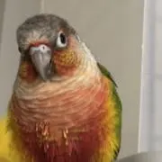 しゅがぁの画像