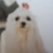 プルプルメリーの画像