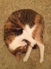 にゃんたまともの画像