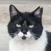 kumi