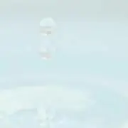 さめの画像