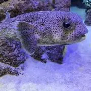 ★y☆y★の画像