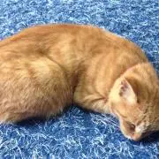 プロフ必読！！☆はるはる☆彡の画像