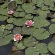 SinCosの画像