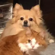 しぇらの画像