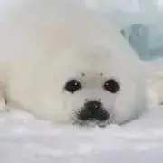 ごまふあざらしの画像