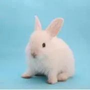 うさどんの画像