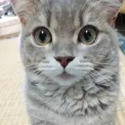 ののか
