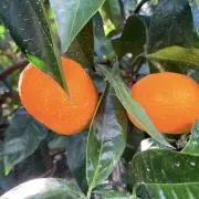 RI【〜1週間発送】の画像