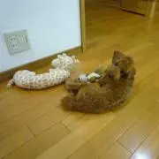 kazu