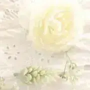 Y ❀ 基本平日のみ発送の画像